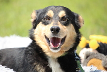 BEAU, Hund, Mischlingshund in Hagen - Bild 1