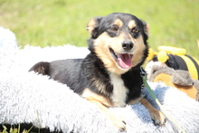BEAU, Hund, Mischlingshund in Hagen - Bild 2