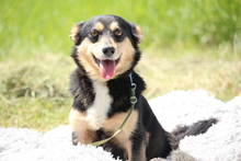 BEAU, Hund, Mischlingshund in Hagen - Bild 3
