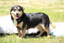 BEAU, Hund, Mischlingshund in Hagen - Bild 4