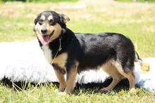 BEAU, Hund, Mischlingshund in Hagen - Bild 5