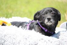 ELLA, Hund, Mischlingshund in Hagen - Bild 2