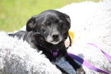 ELLA, Hund, Mischlingshund in Hagen - Bild 3