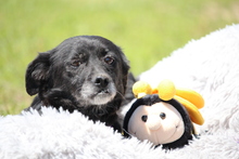 ELLA, Hund, Mischlingshund in Hagen - Bild 4