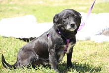 ELLA, Hund, Mischlingshund in Hagen - Bild 5