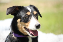 JARAH, Hund, Mischlingshund in Hagen - Bild 1