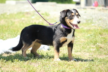 JARAH, Hund, Mischlingshund in Hagen - Bild 2