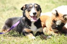 JARAH, Hund, Mischlingshund in Hagen - Bild 3