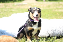 JARAH, Hund, Mischlingshund in Hagen - Bild 4