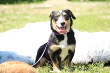 JARAH, Hund, Mischlingshund in Hagen - Bild 5