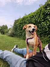 HOPE, Hund, Mischlingshund in Hagen - Bild 1