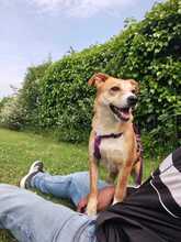 HOPE, Hund, Mischlingshund in Hagen - Bild 2