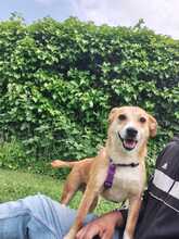 HOPE, Hund, Mischlingshund in Hagen - Bild 3