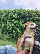 HOPE, Hund, Mischlingshund in Hagen - Bild 4