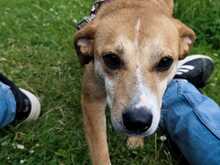 HOPE, Hund, Mischlingshund in Hagen - Bild 5