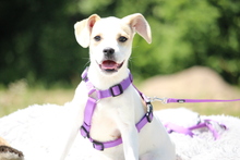 ARIEL, Hund, Mittelasiatischer Hirtenhund in Hagen - Bild 1