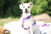 ARIEL, Hund, Mittelasiatischer Hirtenhund in Hagen - Bild 2