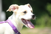 ARIEL, Hund, Mittelasiatischer Hirtenhund in Hagen - Bild 3