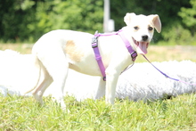 ARIEL, Hund, Mittelasiatischer Hirtenhund in Hagen - Bild 5