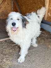 KASTRO, Hund, Herdenschutzhund in Rumänien - Bild 4