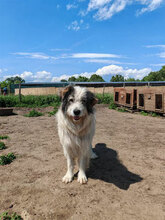 KASTRO, Hund, Herdenschutzhund in Rumänien - Bild 6