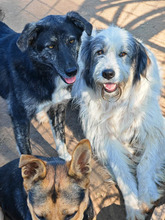 KASTRO, Hund, Herdenschutzhund in Rumänien - Bild 7