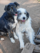 KASTRO, Hund, Herdenschutzhund in Rumänien - Bild 8