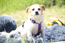 DARCY, Hund, Mischlingshund in Hagen - Bild 1