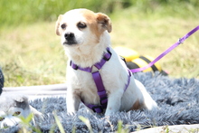DARCY, Hund, Mischlingshund in Hagen - Bild 2