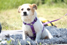 DARCY, Hund, Mischlingshund in Hagen - Bild 3