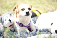 DARCY, Hund, Mischlingshund in Hagen - Bild 4
