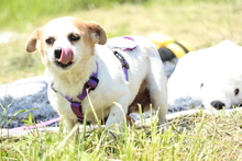 DARCY, Hund, Mischlingshund in Hagen - Bild 5