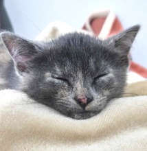 BETTY, Katze, Hauskatze in Griechenland - Bild 2
