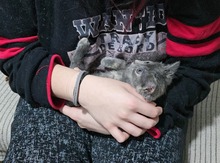 BETTY, Katze, Hauskatze in Griechenland - Bild 3