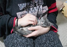 BETTY, Katze, Hauskatze in Griechenland - Bild 4