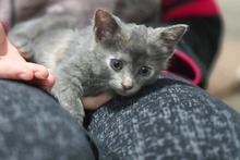 BETTY, Katze, Hauskatze in Griechenland - Bild 5