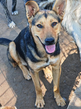 PIXI, Hund, Mischlingshund in Rumänien - Bild 1