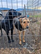 PIXI, Hund, Mischlingshund in Rumänien - Bild 2