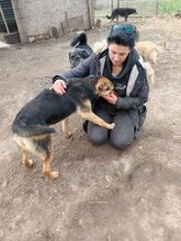PIXI, Hund, Mischlingshund in Rumänien - Bild 3