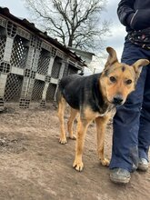 PIXI, Hund, Mischlingshund in Rumänien - Bild 4