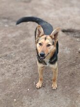 PIXI, Hund, Mischlingshund in Rumänien - Bild 5