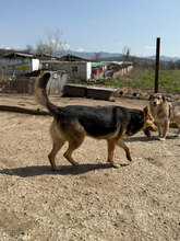 PIXI, Hund, Mischlingshund in Rumänien - Bild 6