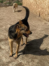 PIXI, Hund, Mischlingshund in Rumänien - Bild 7