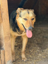 PIXI, Hund, Mischlingshund in Rumänien - Bild 8