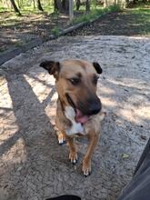 FÜGE6, Hund, Mischlingshund in Ungarn - Bild 1