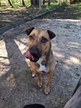 FÜGE6, Hund, Mischlingshund in Ungarn - Bild 2