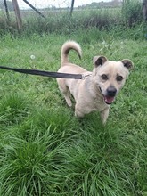 DEMON2, Hund, Terrier-Spitz-Mix in Ungarn - Bild 1