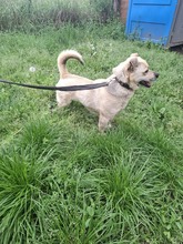 DEMON2, Hund, Terrier-Spitz-Mix in Ungarn - Bild 2