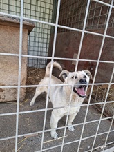 DEMON2, Hund, Terrier-Spitz-Mix in Ungarn - Bild 3