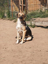 COBY, Hund, Mischlingshund in Rumänien - Bild 3
